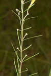 Whorled milkweed